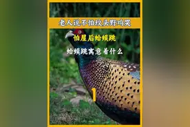 “不怕坟前野鸡叫，就怕屋后蛤蟆跳”，蛤蟆究竟有什么可怕之处#蛤蟆 #科普 #奇闻怪事 #谚语