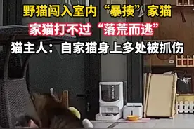 野猫闯入室内“暴揍”家猫，家猫打不过“落荒而逃”，猫主人：自家猫身上多处被抓伤