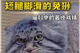 猫科中最凶猛的猎手--兔狲，腿短肉多容易捕捉 #兔狲  #动物科普