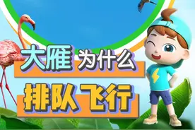 大雁为什么飞行中还要保持队形？
#斑马百科 #鸟类 #大雁 #大雁为什么要排队飞行 #百科 #鸟类动画 #儿童启蒙早教益智动画片 #小朋友都爱看 #动画短片 #每天跟我涨知识 #神奇动物在抖音 #迁徙