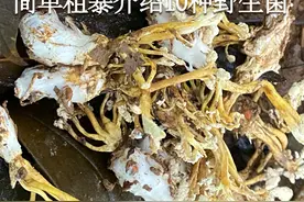 简单粗暴介绍10种野生菌 简单粗暴介绍10种野生菌#萌知计划 #科普 #野生菌 #采蘑菇 #毒蘑菇视频封面