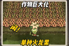饥荒新手教程第十一期：作物巨大化，单种火龙果，召唤果蝇王