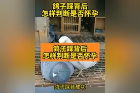 鸽子踩背后怎样判断是否怀孕#信鸽爱好者 #养鸽人 #又在骗我养鸽子 #养殖技术交流 #鸽子养殖技术