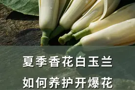 川渝人每到夏天最爱的花之一 一定有白玉兰，我们又叫它黄葛兰。除了地栽可以长成大树之外，盆栽也能开爆花，如何养护一起来看~#白玉兰 #花卉绿植 #青dou计划 #海蒂的花园 @抖音短视频