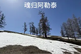 伊循北行三千里 臭喵魂归阿勒泰 #我和我的喵视频封面