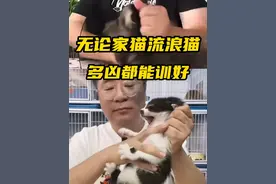 无论家猫还是流浪猫，不粘人的猫猫这样科学训练！ #猫咪 #训喵 #猫咪咬人 #猫不亲人