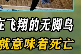 一生都在飞翔的无脚鸟雨燕，落地就意味着死亡，它们如何繁衍后代 #雨燕 #飞翔 #鸟类