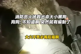 命大小黑狗火场中获救后喜提新家。#天津消防 #救援第一线 #狗狗的心思都写在脸上了 #狗狗视频封面
