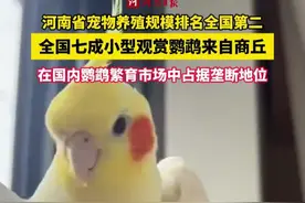 #全国七成以上的小型观赏鹦鹉来自商丘  在国内鹦鹉繁育市场中占据垄断地位