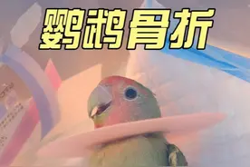 鹦鹉骨折 鹦鹉高处摔下来骨折了#鹦鹉 #鹦鹉骨折 #成都宠物医院