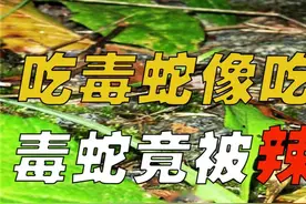 刺猬吃蛇细嚼慢咽，刺猬是毒蛇克星？满身尖刺却被狐狸当作辣条！ #动物科普#刺猬#野生动物#涨知识视频封面