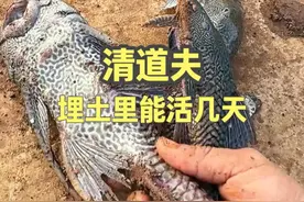 清道夫埋土里能活几天？抓满一笼埋香蕉地，给香蕉当肥料真管用？ #dou来广东百千万 #星乡村星农人 #乡村英才计划 #清道夫 #外来入侵物种