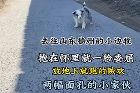 去往山东德州的小边牧，一只陨石色的小家伙，状态兴奋得不得了！