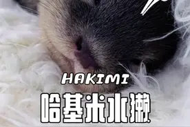 一只非常黏人的水獭宝宝，太萌了吧 #动物科普 #水獭 #神奇的动物在抖音 #内容启发搜索 #可爱视频封面
