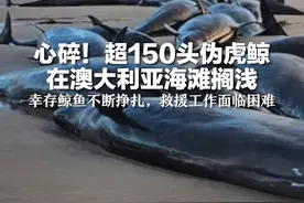 心碎！超150头伪虎鲸在澳大利亚海滩搁浅 幸存鲸鱼不断挣扎，救援工作面临困难视频封面