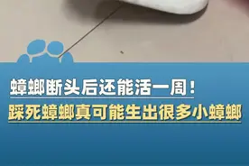 踩死蟑螂真的可能生出很多小蟑螂！一旦卵鞘留在拖鞋鞋底的缝隙中，人在屋内四处走动，孵出来后也会扩大蟑螂的活动范围@主持人夏冰 #大象主播说
