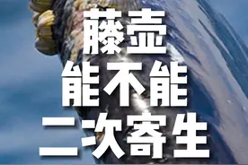 藤壶能不能二次寄生？ #藤壶 #冷知识 #寄生 #藤壶寄生海龟