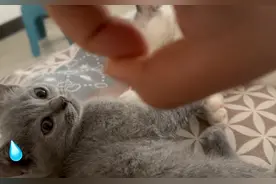 一招叫你帮小猫戒奶，亲测有效！#萌宠出道计划 #记录猫咪日常视频封面