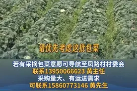急急急！求转发！翔安凤路村上百万斤包菜滞销，若有采摘包菜意愿，可导航至凤路村村委会联系：13950066623 黄主任，采购量大、有运送需求可联系：15860773146 黄先生（记者/乔丹、高志强，编辑/黄烨鑫） #厦门  #助农  #凤路村  #包菜视频封面