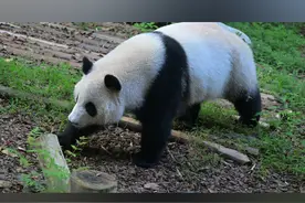 8月15 影石X4下的花卷赛 掉装备波导 #大熊猫和花和叶 #X4全景相机 #创意摄影 #影石Insta360 #花卷赛