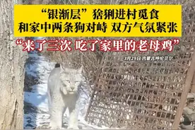 “银渐层”猞猁进村觅食，和家中两条狗对峙，双方气氛紧张，当地村民：来了三次，家里有只老母鸡让它弄走了。#猞猁 #猞猁觅食