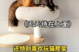 关于养狐狸的冷知识你知道多少呢 #萌宠成精了 #萌宠日常记录 #狐狸视频封面