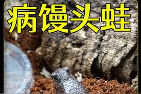饲养一只生病的馒头蛙，历经几个月的耐心治疗，结果居然.. #爬宠视频封面