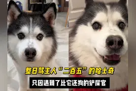 整日骂主人“二百五”的哈士奇，只因遇到了比自己还狗的铲屎官！