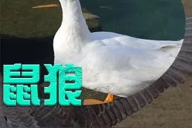 身为鼬科动物的黄鼠狼，为何会惧怕大鹅？大鹅的杀伤力有多大？ #黄鼠狼#大鹅#动物