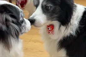 当家里突然冒出只陌生狗，边牧会有什么反应 #奥利与奥斯卡 #狗狗的心思都写在脸上了 #陨石边牧