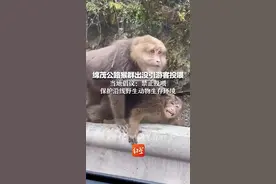 绵茂公路猴群出没引游客投喂 当地倡议：禁止投喂，保护沿线野生动物生存环境视频封面