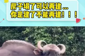 野牛：嫉妒，这纯粹就是嫉妒！！！#白肢野牛 #国家一级保护动物  #搞笑 #万万没想到