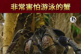 非常害怕游泳的蟹 #动物趣事 #涨见识视频封面