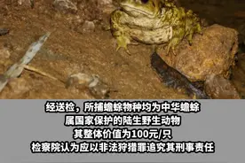注意！这种癞蛤蟆身价100一只，不能乱捉！四川一男子在田里抓了143只，卖28元/公斤，被追究刑事责任视频封面