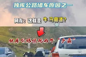 独库堵车原因大合集，独库惊现“牛马霸道”，网友：真相了。#独库公路自驾游 #大美新疆 #最美的风景在路上 #旅行推荐官 @抖音短视频 视频封面