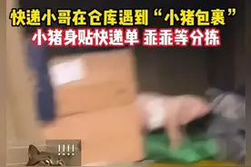 快递小哥在仓库遇到“小猪包裹”，小猪身贴快递单，乖乖等分拣。
#快递 #万万想不到 #小猪  #舌尖上的抖音 @DOU+小助手 @DOU+上热门 @抖音短视频视频封面