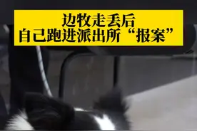 边牧走丢后，竟然自己跑进派出所“报案”！在派出所留宿了一晚，第二天早上，民警帮它找到了主人。#边牧 #狗狗视频封面