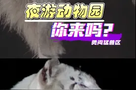 #来上海夜探猛兽区  #上海野生动物园首次全面开放夜场视频封面