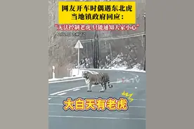 网友开车时偶遇东北虎，当地镇政府回应：无法控制老虎，只能通知大家小心。视频封面