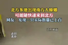 北方多地出现南方大蟑螂 可能搭上快递顺风车（闪电新闻） 视频封面