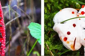 世界上“最致命”的10大蔬菜，每年导致2000人死亡 #科学脑洞上分赛 #奇闻趣事 #涨知识 #印度美食 #世界之最视频封面