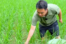 今天买了一批鱼苗放稻田里面养，分享一下我是怎么杨稻花鱼的 #户外 #养鱼日记 #稻花鱼 #新农人计划2025