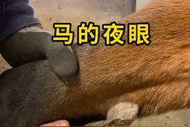 马的夜眼，其实是马的脚趾！ #夜眼 #科普 #涨知识视频封面