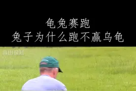 龟兔赛跑兔子为什么跑不赢乌龟 #涨知识 #龟兔赛跑