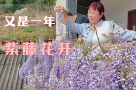 紫藤花瀑布开在我家了！又是一年紫藤花开，鲜花豆花安排上啦~ #小院时光 #春日好食光 #紫藤花瀑布视频封面