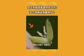 吃了这么久的杂交水稻，终于知道是咋来的了！#科普 #三农小知识 #乡聚向未来 @抖音青少年 