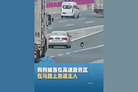 狗狗被落在高速服务区，在马路上急追主人，最后敏捷地从车窗跳进车内