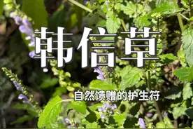 路边不起眼的小草，竟是“兵仙”韩信的救命恩人？ 这种农村常见野草传说它曾救过西汉战神韩信的命，今天带你认识藏在历史里的神奇草药#韩信草 #内容启发搜索 #万物皆可种草视频封面