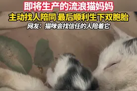 即将生产的流浪猫妈妈，主动找人陪同 最后顺利生下双胞胎，网友：猫咪会找信任的人陪着它（来源：@是U恩耶✌️)#猫咪视频封面