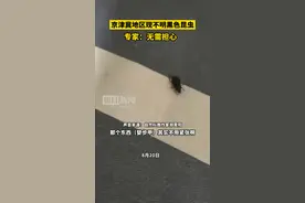 京津冀地区现不明黑色昆虫？专家：系中华婪步甲，对人体无害无需担心